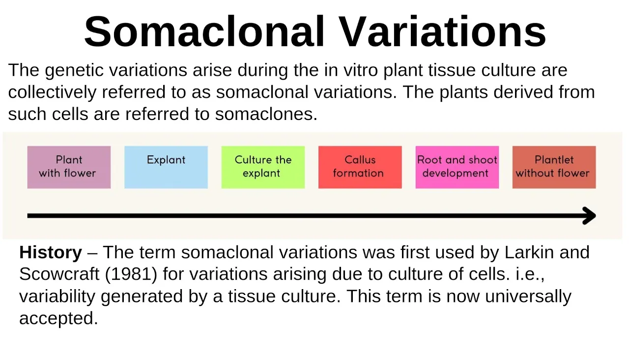 Somaclonal variation: Definition, History, Reason, application, somaclone, selection of somaclone