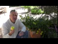 Download Lagu Dwarf Meyer Lemon Tree success