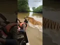 Download Lagu on Camera recording🐯Tiger Attack on Fisherman Sundarban in Boat 🌊#tiger