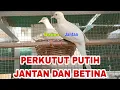 Perbedaan Perkutut Putih Jantan Dan Betina Akurat 100%