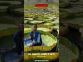 Download Lagu Discover the Marvel of Victoria Amazonica: A Giant Water Lily! #shorts #amazingfacts #factopia MP3