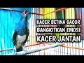 Lagu KACER BETINA GACOR AMPUH BANGKITKAN EMOSI KACER JANTAN  !! PANCINGAN KACER GACOR PASTI NYAUT AMPUH.