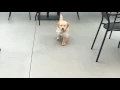 Mattiaci Goldens
