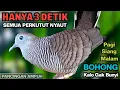 Download Lagu Perkutut Lokal Gacor Suara Paling Ampuh Untuk Pancingan Burung Perkutut Agar Bunyi