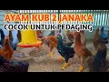 Lagu AYAM KUB 2 JANAKA KAKI KUNING COCOK MENGGANTIKAN AYAM KAMPUNG BIASA !!!