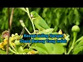 Download Lagu Kecapi suling Sunda Di iringi suara Burung yang sangat merdu