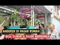 Download Lagu ANGGREK DI PAGAR RUMAH, SUBUR \u0026 RAJIN BERBUNGA