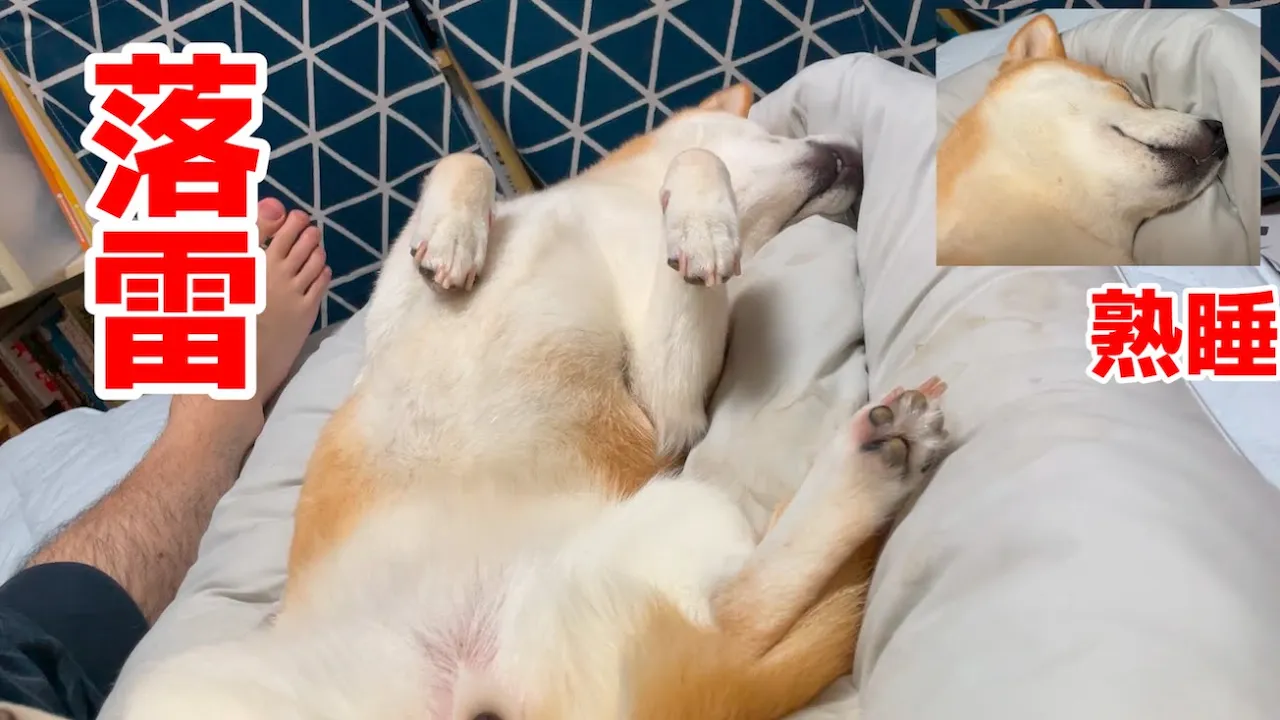 落雷が発生した時 柴犬はどうするか