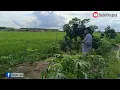 Download Lagu SEPULUH JARI//CACA HANDIKA//cover by kang towi