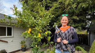 Download How to Prune a Lemon Tree Using Tree Science as a Guide MP3