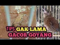Download Lagu CARA MUDAH MERAWAT BURUNG JONGKANGAN/CINGCOANG BAHAN AGAR CEPAT GACOR