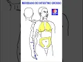 Download Lagu Meridiano Intestino Grosso - Medicina Chinesa