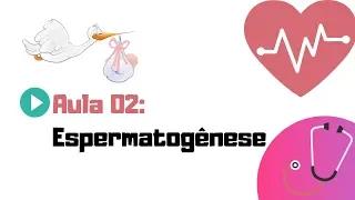 EMBRIOLOGIA HUMANA | AULA 02 | ESPERMATOGÊNESE