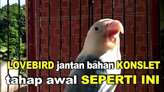 lovebird jantan bahan konslet tahap awal seperti ini
