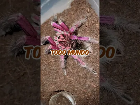 ESSA É A BOCA DE UMA ARANHA POR DENTRO! #shorts #youtube #youtubeshorts