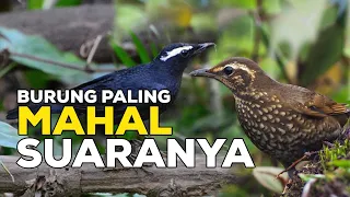 Download BURUNG INI SUPER MAHAL BANGET SUARANYA, APA REAKSI ORANG YANG SUDAH PERNAH MEMELIHARANYA MP3