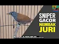 Lagu NGERIIIII .!!! BURUNG INI BISA SADISSS..... TEMBAKAN Sniper Gacor