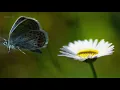 Omar Faruk Tekbilek - Last moments of Love