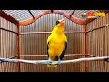 Download Lagu KEPODANG EMAS GACOR SUARA COCOK BUAT PANCINGAN BURUNG KEPODANG YANG MALAS BUNYI