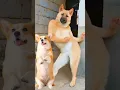 Funny Dog Dancing Video 😂 #dog #puppy #dogdance #puppydance