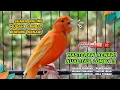 Download Lagu Kenari GACOR‼️ Masteran Burung Kenari PAUD dan Pancingan Kenari MACET BUNYI ( EPISODE 1457}