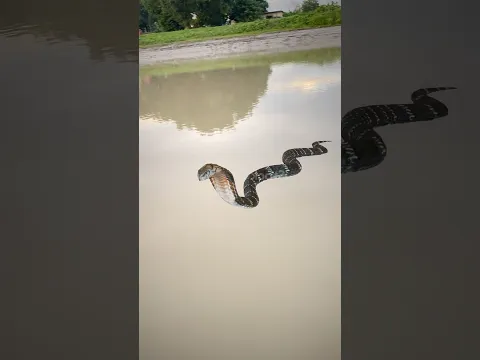 Asi mushkil sir pe padi hai 😭🐍#motivation #shorts #trending #shortvideo #viralvideo #shortsvideo