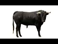 bull ASL