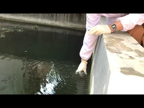 Pengambilan Sample Air Kolam