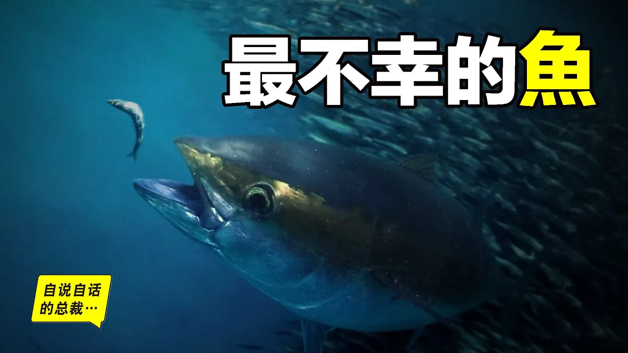 金槍魚：30年前只能做貓糧的魚，今天為什麼變成了奢侈品？藍鰭金槍魚為什麼這麼貴？哪種金槍魚最好吃？這背後竟然有一個不幸的故事……|自說自話的總裁