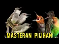 Download Lagu Masteran Pilihan Terbaik Burcil Mewah