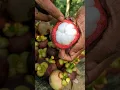 Mangosteen fruit 🍅 #shorts