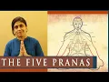 Download Lagu The Five Pranas that fuels functional systems of body ( Prana - Apana - Samana - Vyana - Udana )