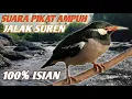 Download Lagu suara pikat jalak suren di alam/pancingan joss untuk jalak..