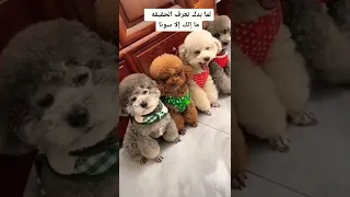 سونا مابتعرف تكذب Shorts 