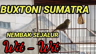 the tiny bird sings sweetly captivating everyone who listens you will be amazed by the beauty