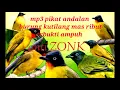 Download Lagu suara pikat burung kutilang mas‼️pikat burung kutilang mas ribut