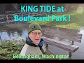 King Tide Flooding at Boulevard Park Bellingham Washington