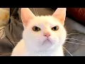 cats are malfunctioning
