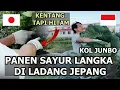 Download Lagu PETANI JEPANG BAIK SAMA ORANG INDONESIA!