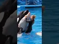 Download Lagu Jessica Radcliffe live orca attack🐬😭#jessica #orcaattack #orca #shortsviral #jessicaorcaattack #fyp