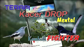 Download TERAPI UNTUK KACER DROP MENTAL, KACER DROP KEMBALI FIGHTER @JendelaKicauTotti MP3