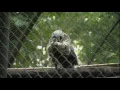 Download Lagu Após surto de febre amarela, macacos de várias espécies aparecem mortos em regiões do Brasil