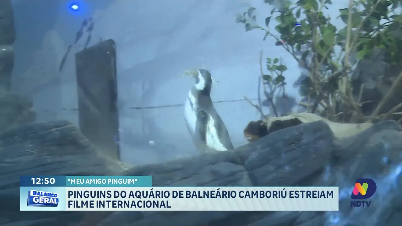 Pinguins do Oceanic Aquarium estreiam no filme "Meu Amigo Pinguim"