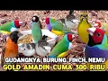 Download Lagu OH DISINI GUDANG BURUNG FINCH !! NEMU GOLD AMADIN HARGA MIRING CUMA 300 RIBU DI PASAR BURUNG PRAMUKA