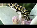 The Epic Journey of the Monarch Evolution Survival and Transformation