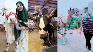 Download Tik Tok Eid Ul Adha Special | Tik Tok Trending Videos MP3