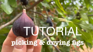1 of 3 Picking and drying figs tutorial portugal