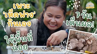 เพาะเห็ดฟางในตะกร้า สำหรับคนมีพื้นที่น้อย | Urban Gardening ปิ๊ง! ไอเดียปลูก