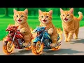 Lagu Kittens Drive Fire Demon Motorbikes 🚓 on a Revenge Mission to Rescue Mama Cat from a Bully💥🐱