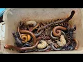 Greatest Catch Ground Insects Poisonous Centipede Giant Millipede Black Scorpion Beetle Worms